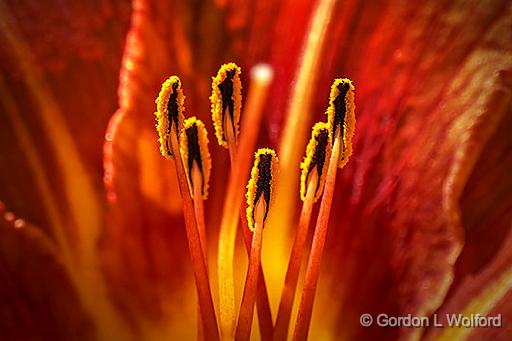 Daylily Stamen_P1150132-4.jpg - Photographed at Smiths Falls, Ontario, Canada.
